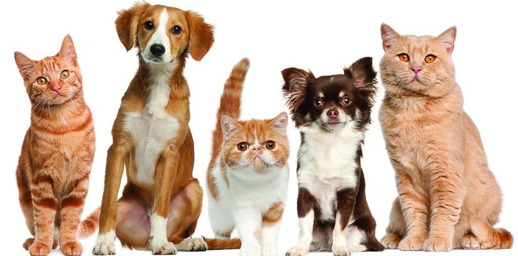 Доска объявлений о животных | ЗооТом - продажа, вязка и услуги для животных в Удомле