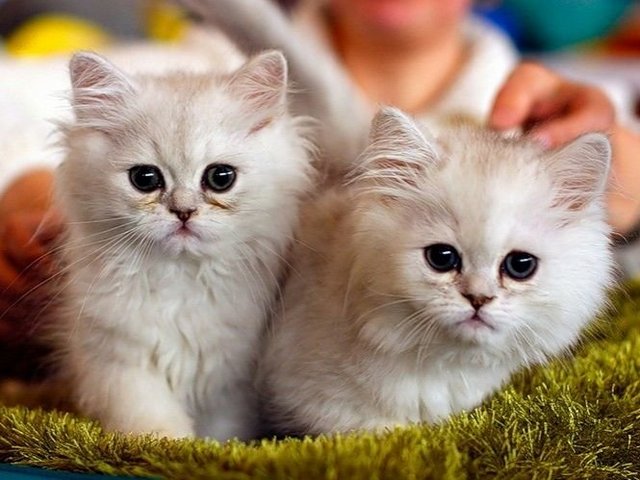 Породы кошек в Удомле | ЗооТом портал о животных