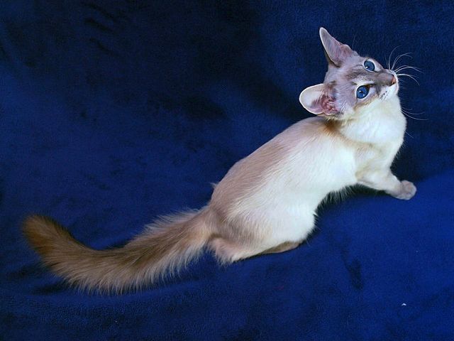 Выведенные породы кошек в Удомле | ЗооТом портал о животных