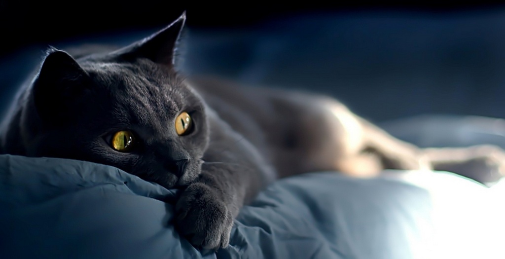 Объявления о кошках | ЗооТом - продажа, вязка и услуги для животных в Удомле