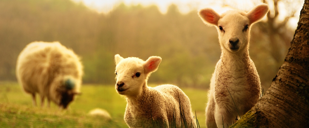 Объявления о сельскохозяйственных животных | ЗооТом - продажа, вязка и услуги для животных в Удомле