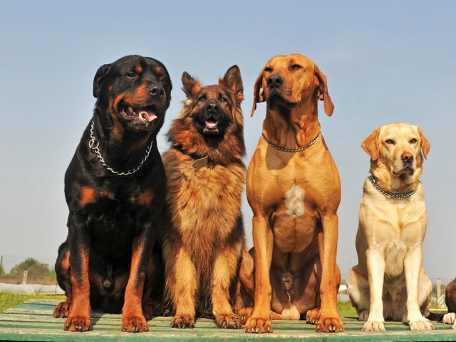 Крупные породы собак в Удомле | ЗооТом портал о животных