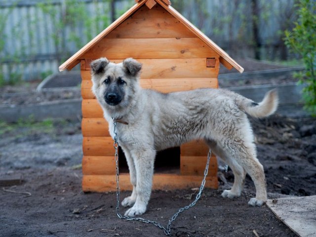 Все о собаках в Удомле